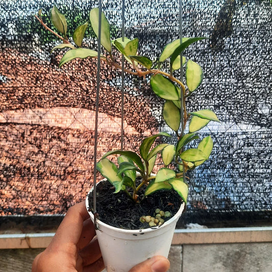 Hoya Lacunosa Souma — rare Indonesian plant