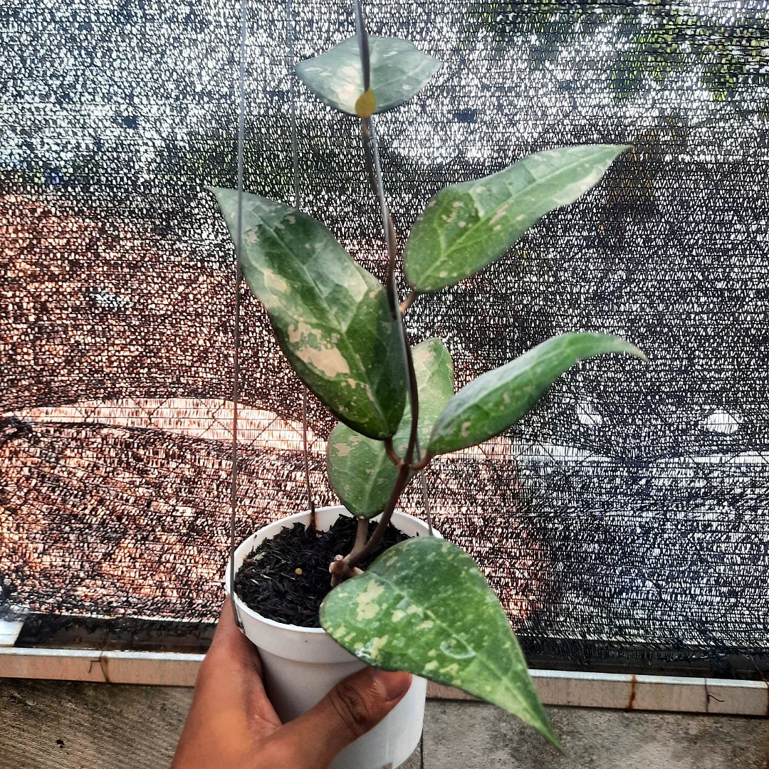 Hoya Bird Of Paradise — rare Indonesian plant