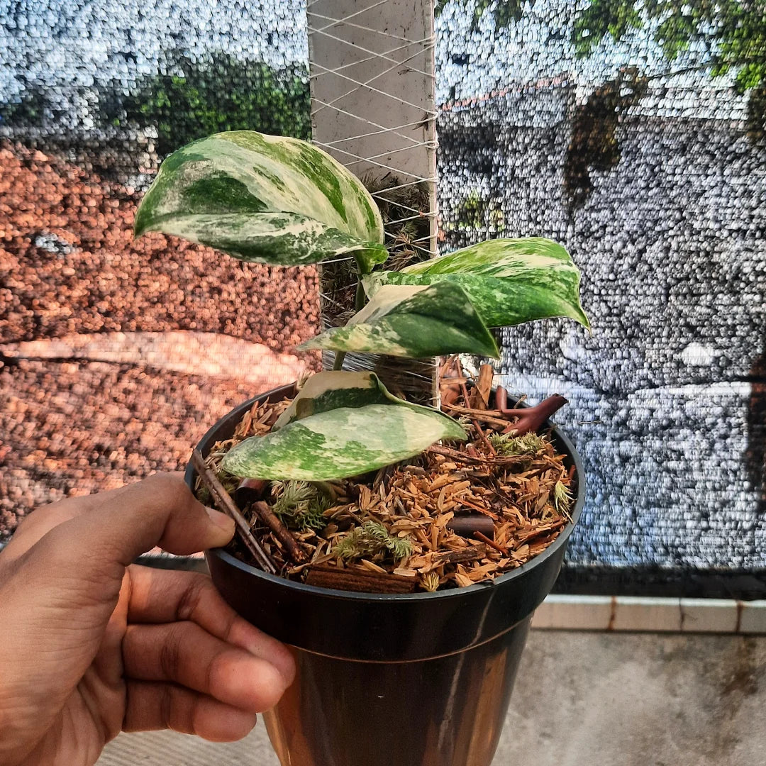 Scindapsus Treubii Moonlight Tricolor — rare Indonesian plant