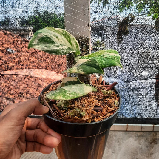 Scindapsus Treubii Moonlight Tricolor — rare Indonesian plant