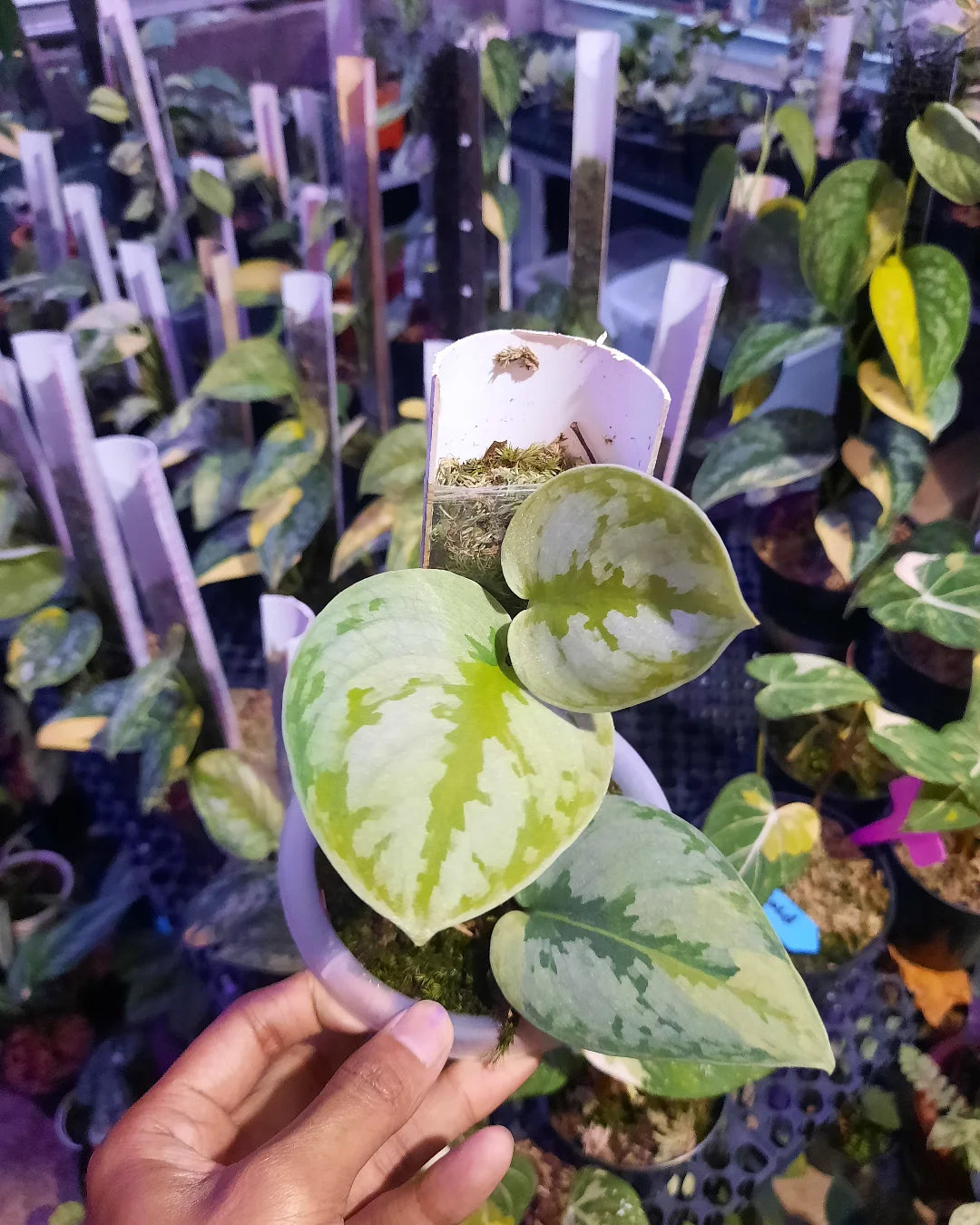 Scindapsus Yupa Variegated — rare Indonesian plant