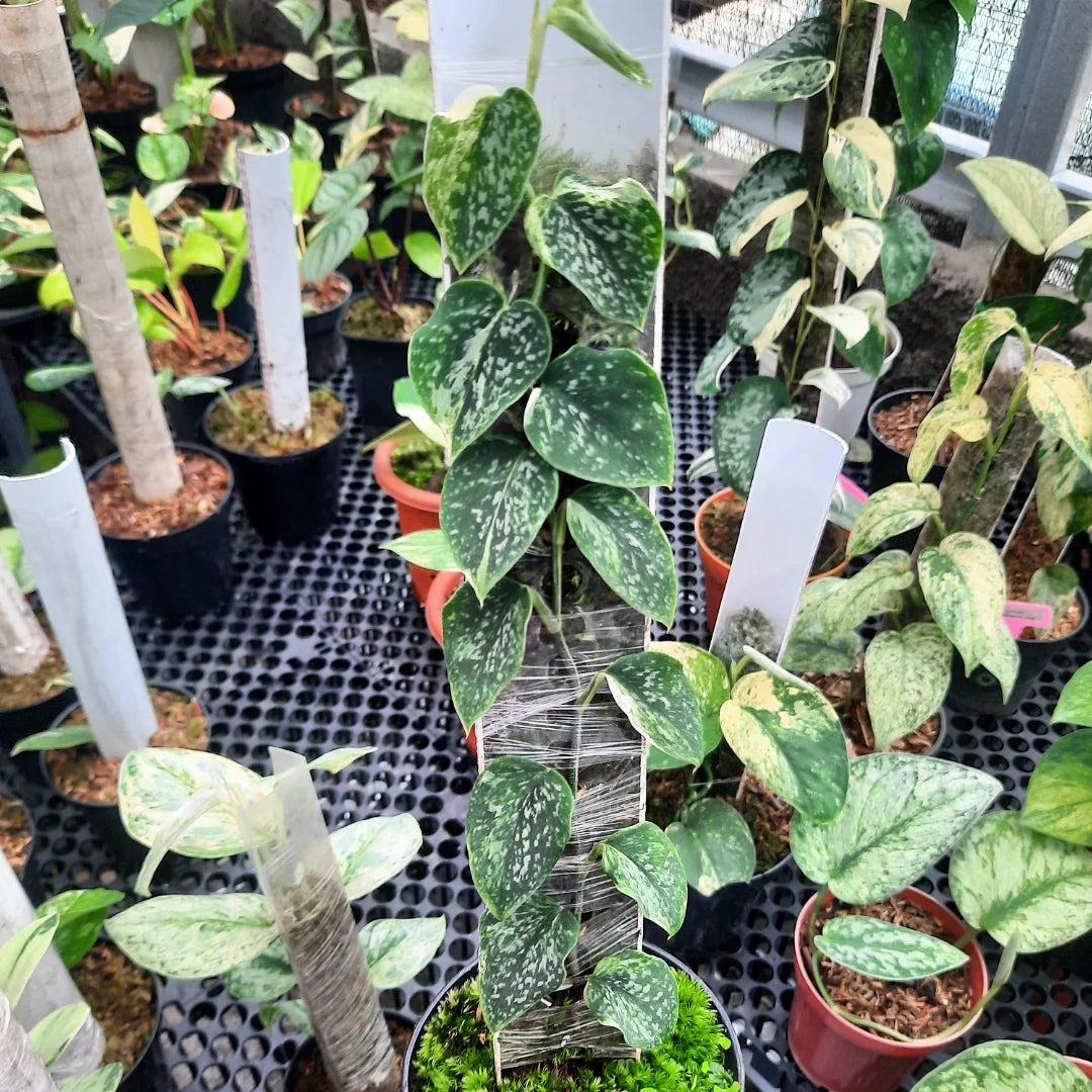 Scindapsus Dark Argyraeus Variegated Albo — rare Indonesian plant