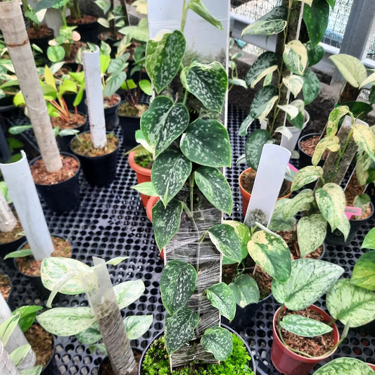 Scindapsus Dark Argyraeus Variegated Albo — rare Indonesian plant