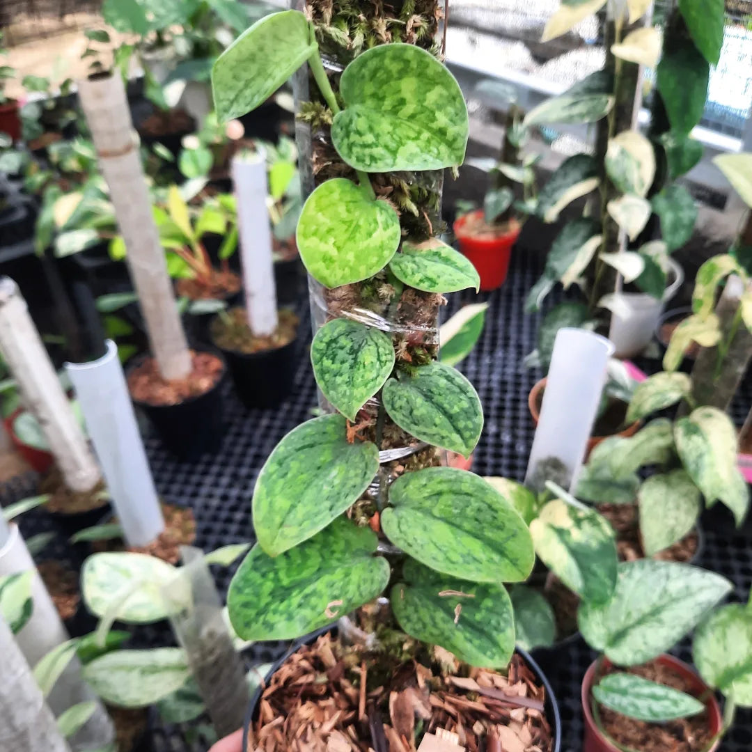 Scindapsus Argyraeus Snowflake — rare Indonesian plant