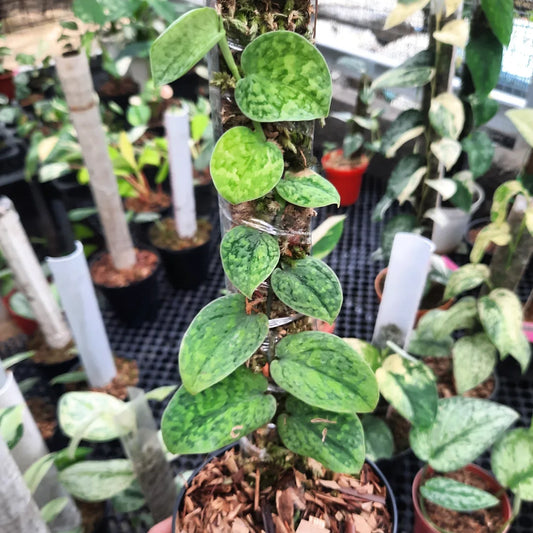 Scindapsus Argyraeus Snowflake — rare Indonesian plant
