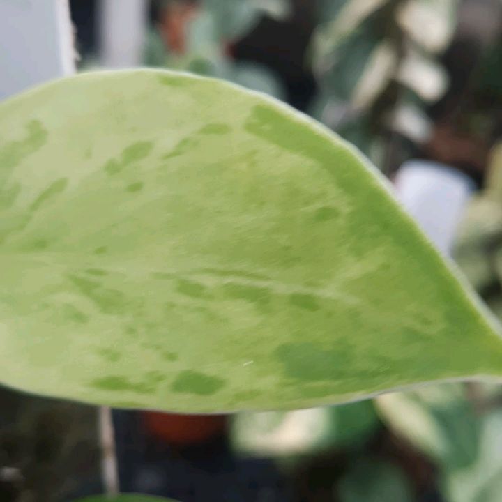 Scindapsus Blurik — photo 2