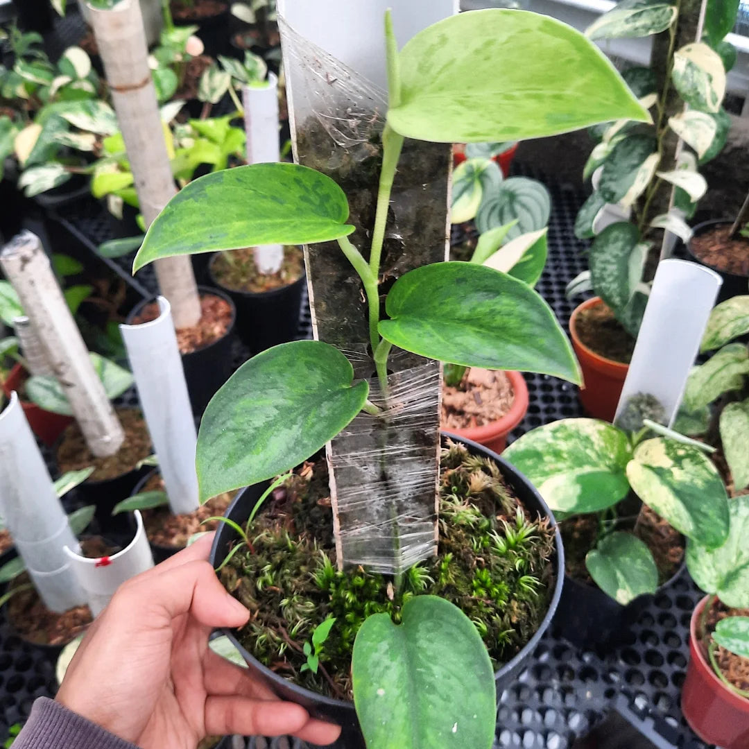 Scindapsus Blurik — rare Indonesian plant
