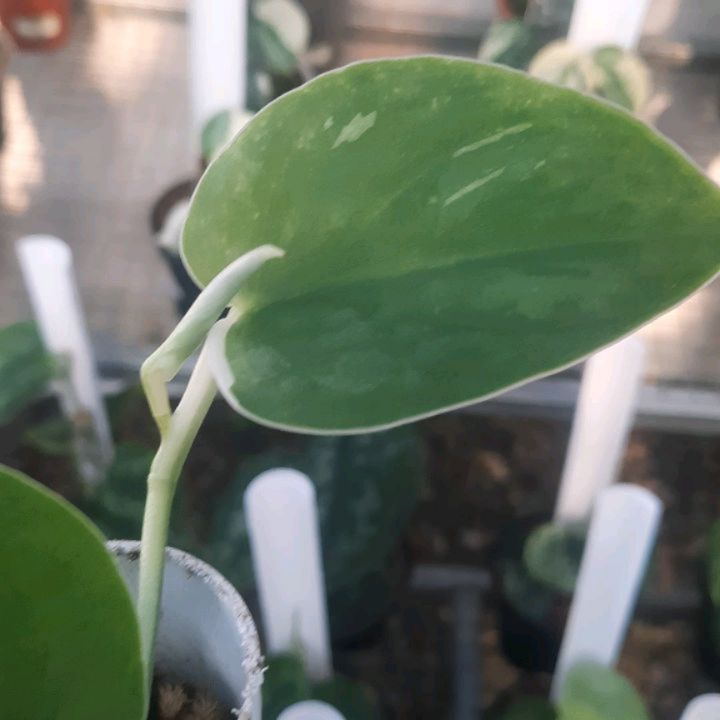 Scindapsus Junjung Buih — photo 2
