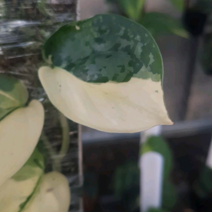 Scindapsus Exotica Kencana — photo 2