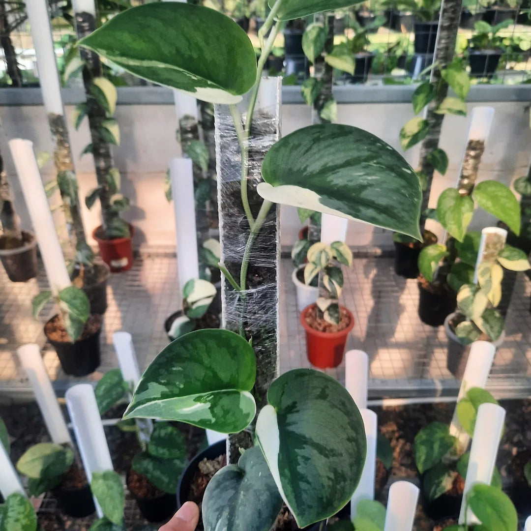 Scindapsus Junjung Buih — rare Indonesian plant