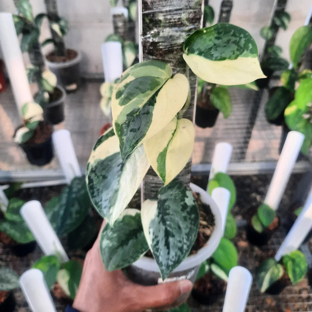 Scindapsus Exotica Kencana — rare Indonesian plant