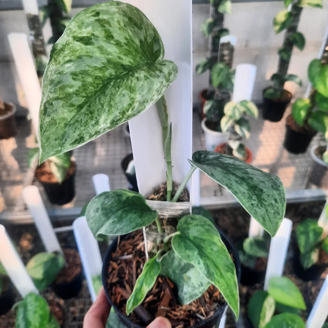 Scindapsus Blue Sky — rare Indonesian plant