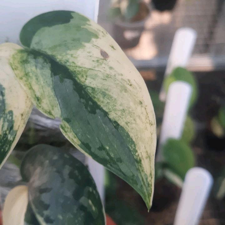 Scindapsus Exotica Salaka — photo 2