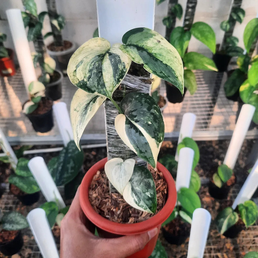 Scindapsus Exotica Salaka — rare Indonesian plant