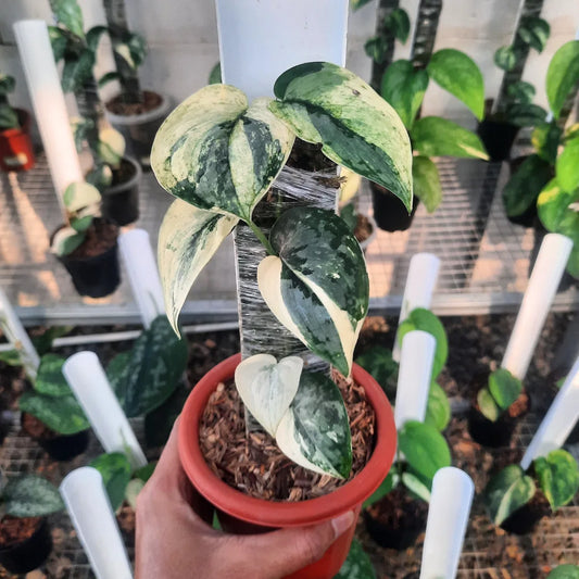 Scindapsus Exotica Salaka — rare Indonesian plant