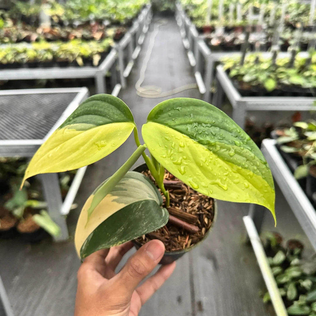 Scindapsus Blue Albo Aurea — rare Indonesian plant