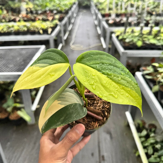 Scindapsus Blue Albo Aurea — rare Indonesian plant