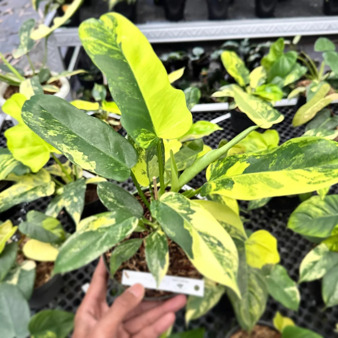 Philodendron Florida Beauty x Distantilobum Variegated — photo 3