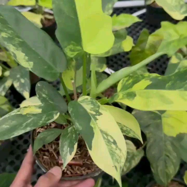 Philodendron Florida Beauty x Distantilobum Variegated — photo 4