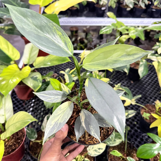 Philodendron Silver Sword Variegated — rare Indonesian plant