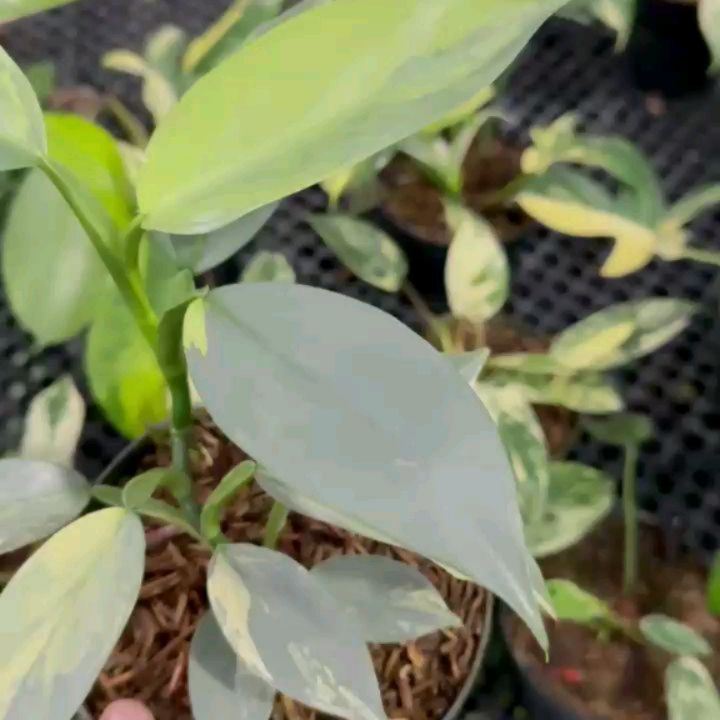 Philodendron Silver Sword Variegated — photo 2