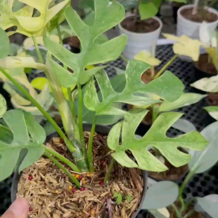 Rhaphidophora Tetrasperma White Monster — photo 2