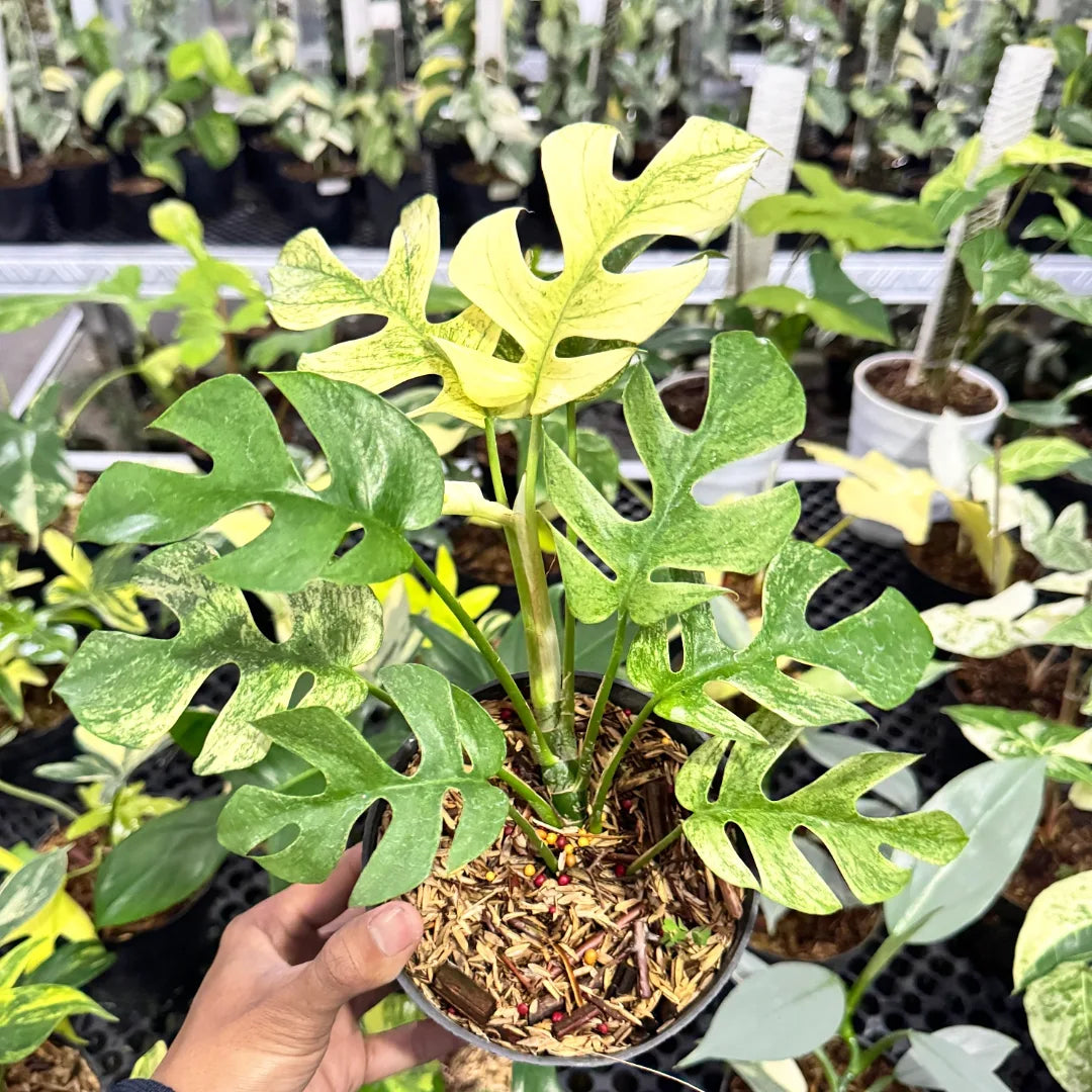 Rhaphidophora Tetrasperma White Monster — rare Indonesian plant