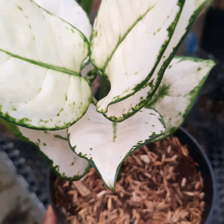 Aglaonema Super White — photo 2