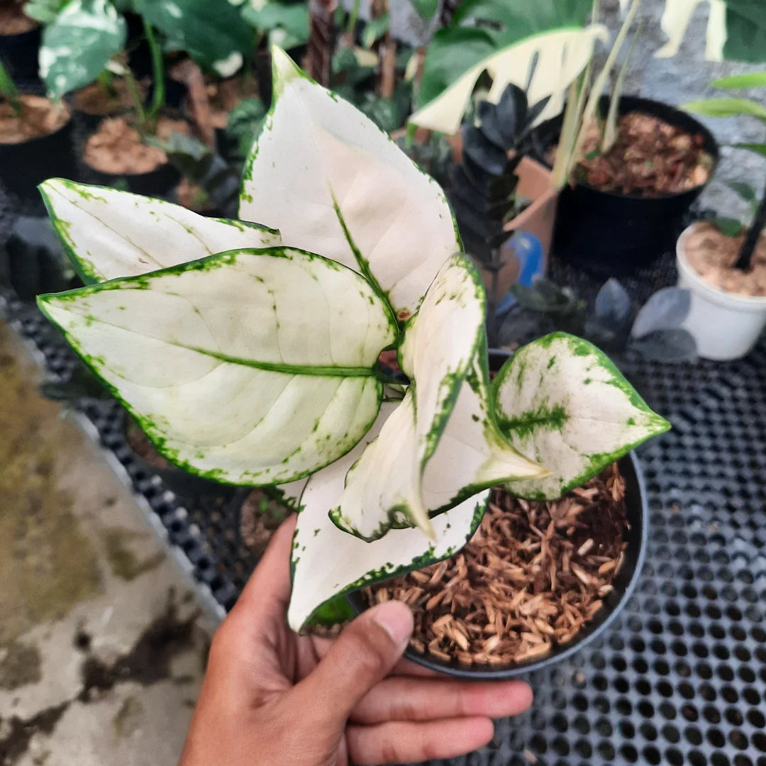 Aglaonema Super White — rare Indonesian plant