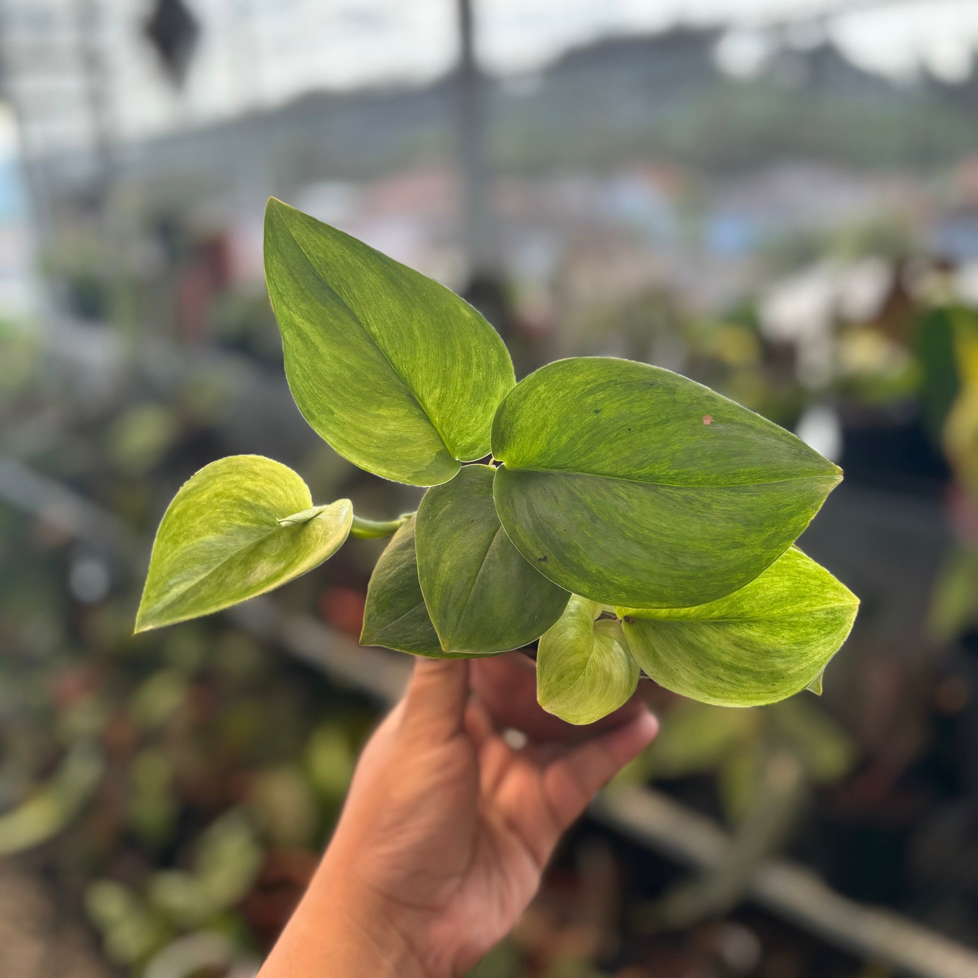 Scindapsus Mint - Indonesian Rare Plants