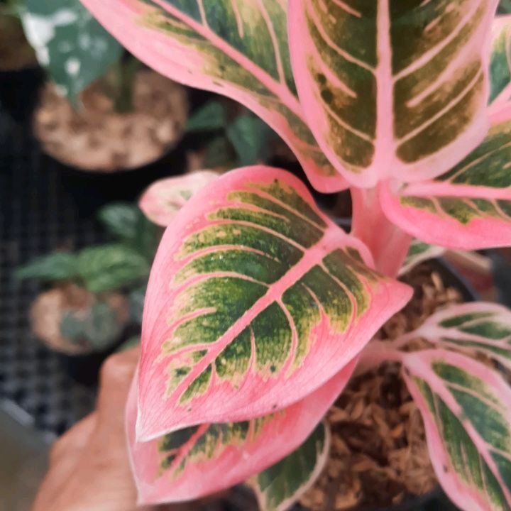Aglaonema Lotus Delight — photo 2