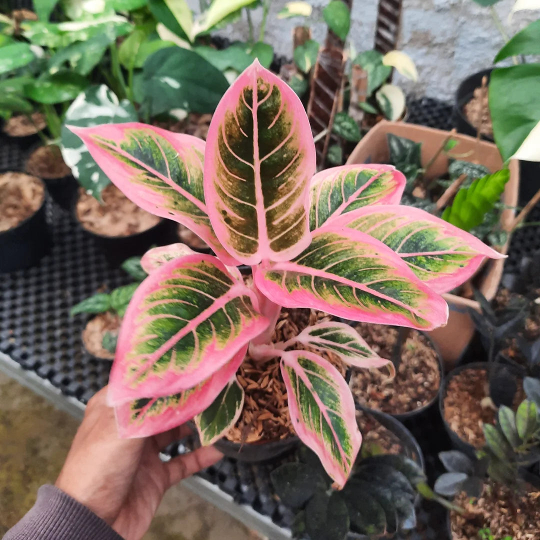 Aglaonema Lotus Delight — rare Indonesian plant