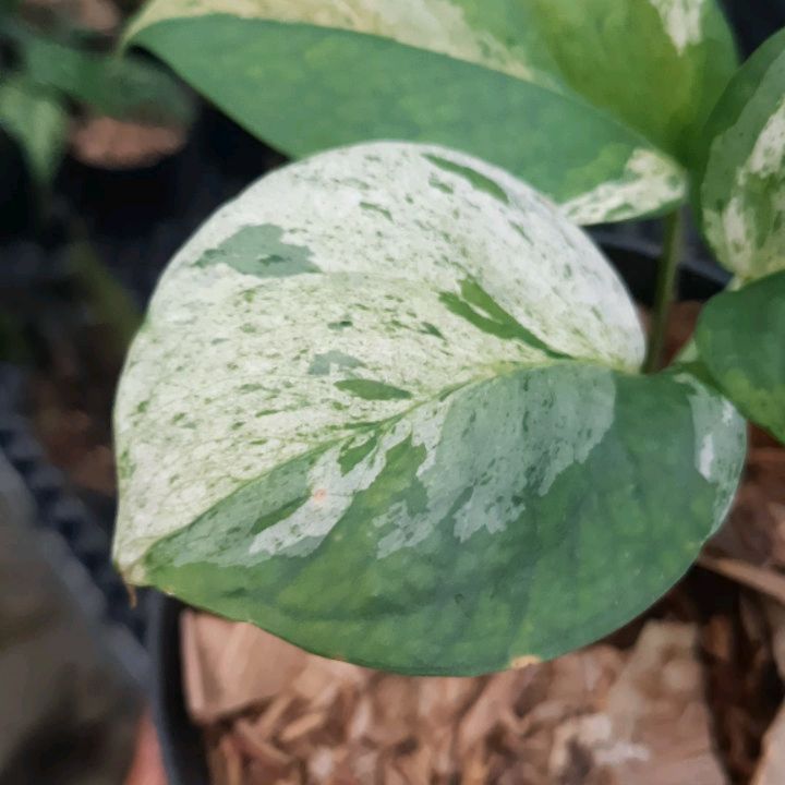 Epipremnum Cebu Blue Variegated — photo 2