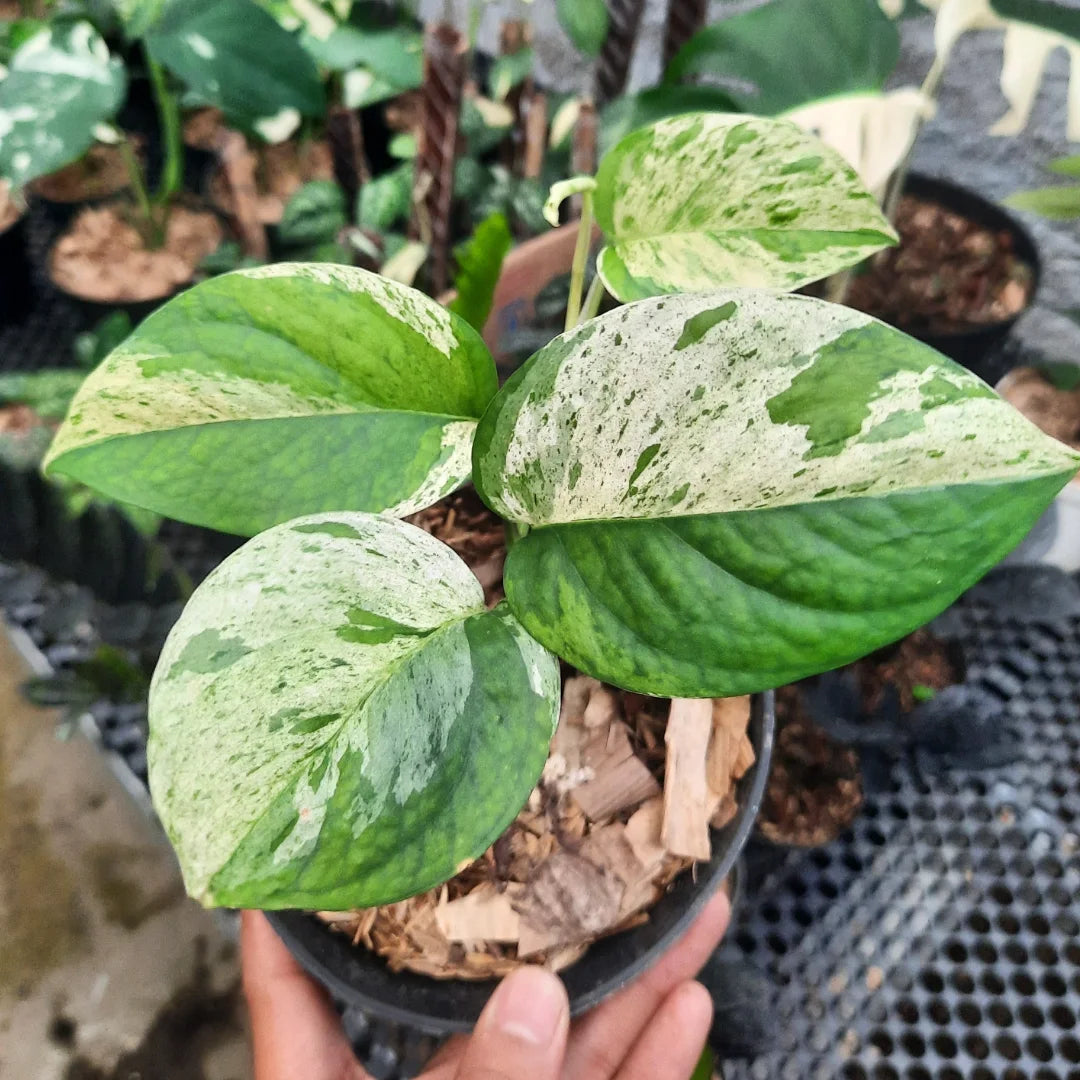 Epipremnum Cebu Blue Variegated — rare Indonesian plant