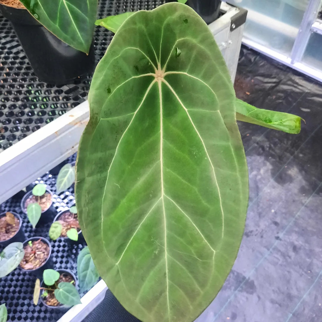 Anthurium Red Spider Hybrid — rare Indonesian plant
