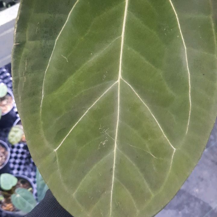 Anthurium Red Spider Hybrid — photo 2