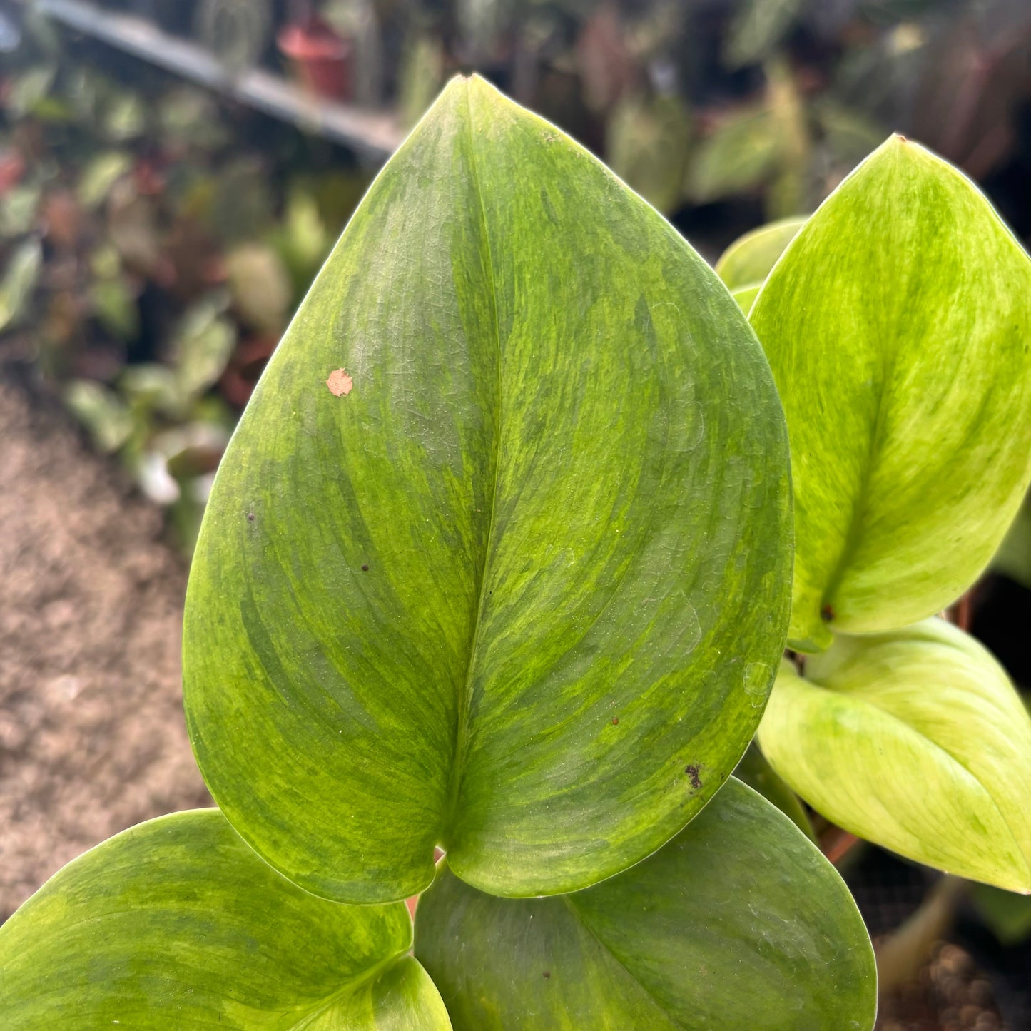Scindapsus Mint