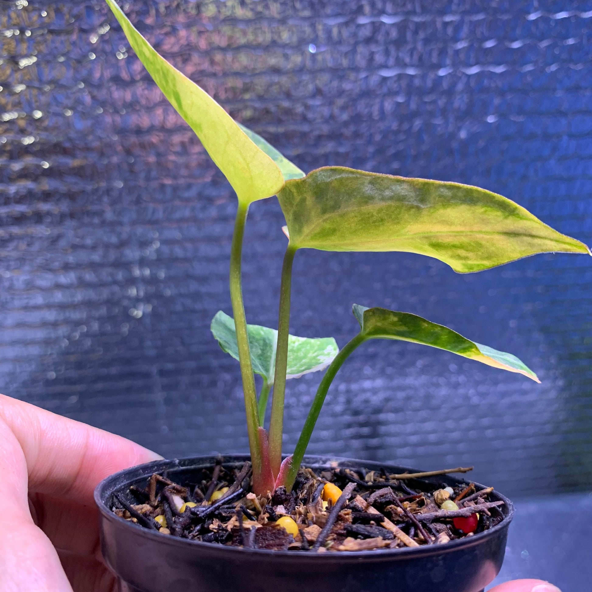 Anthurium Silver Butterfly x Michelle Variegated — photo 4