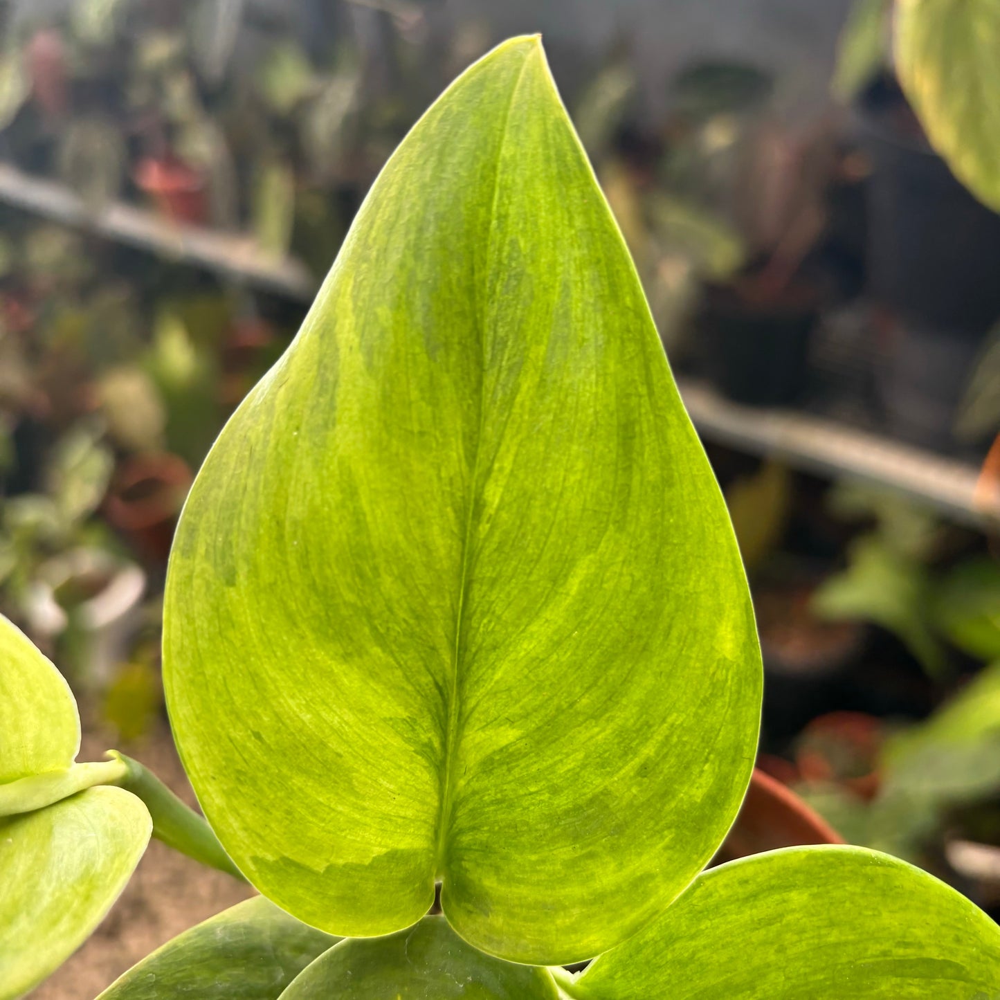 Scindapsus Mint