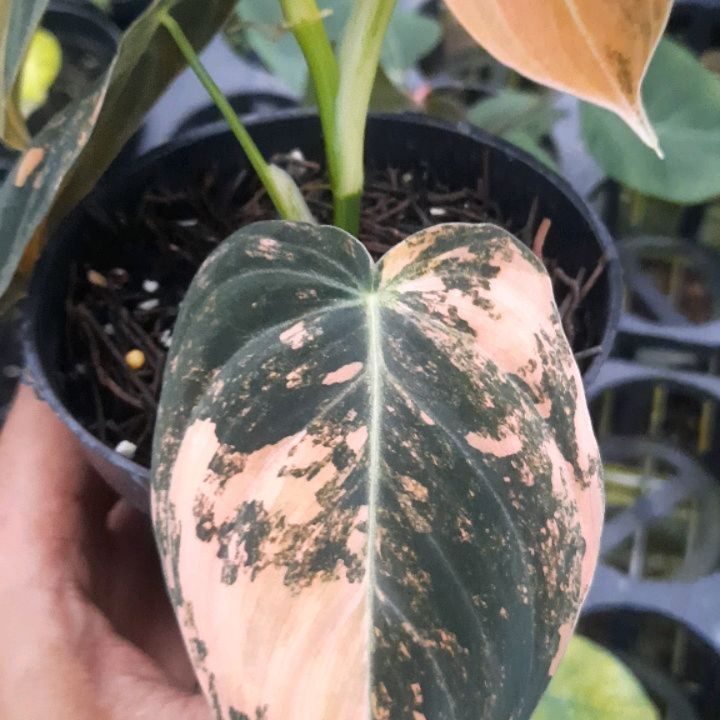 Philodendron Melanocrhysum — photo 2