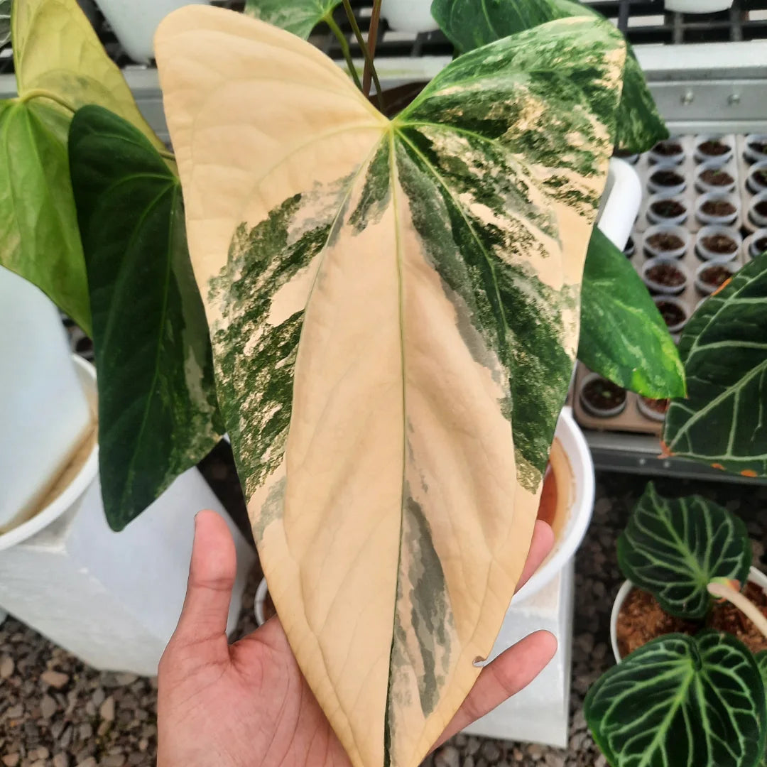 Anthurium Portillae Variegated — rare Indonesian plant