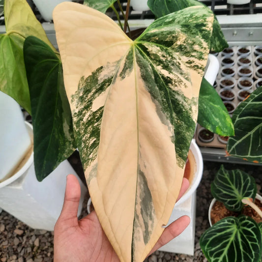 Anthurium Portillae Variegated — rare Indonesian plant