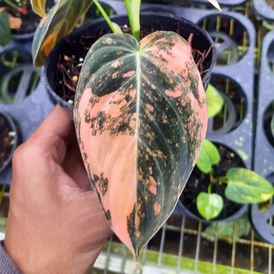 Philodendron Melanocrhysum — rare Indonesian plant