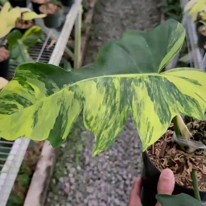 Philodendron Florida Beauty x Distantilobum Variegated — photo 2
