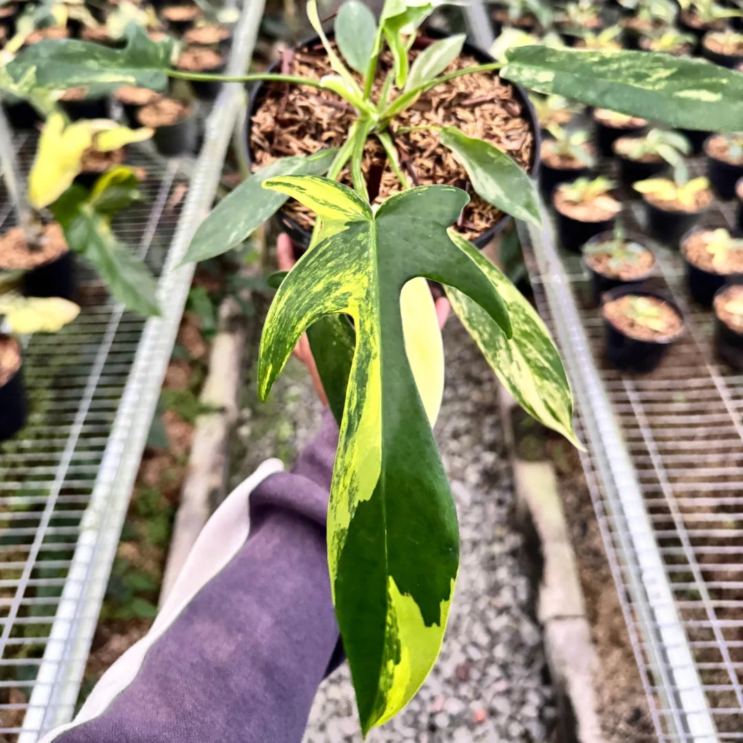 Philodendron Florida Beauty x Joepi Variegated — rare Indonesian plant
