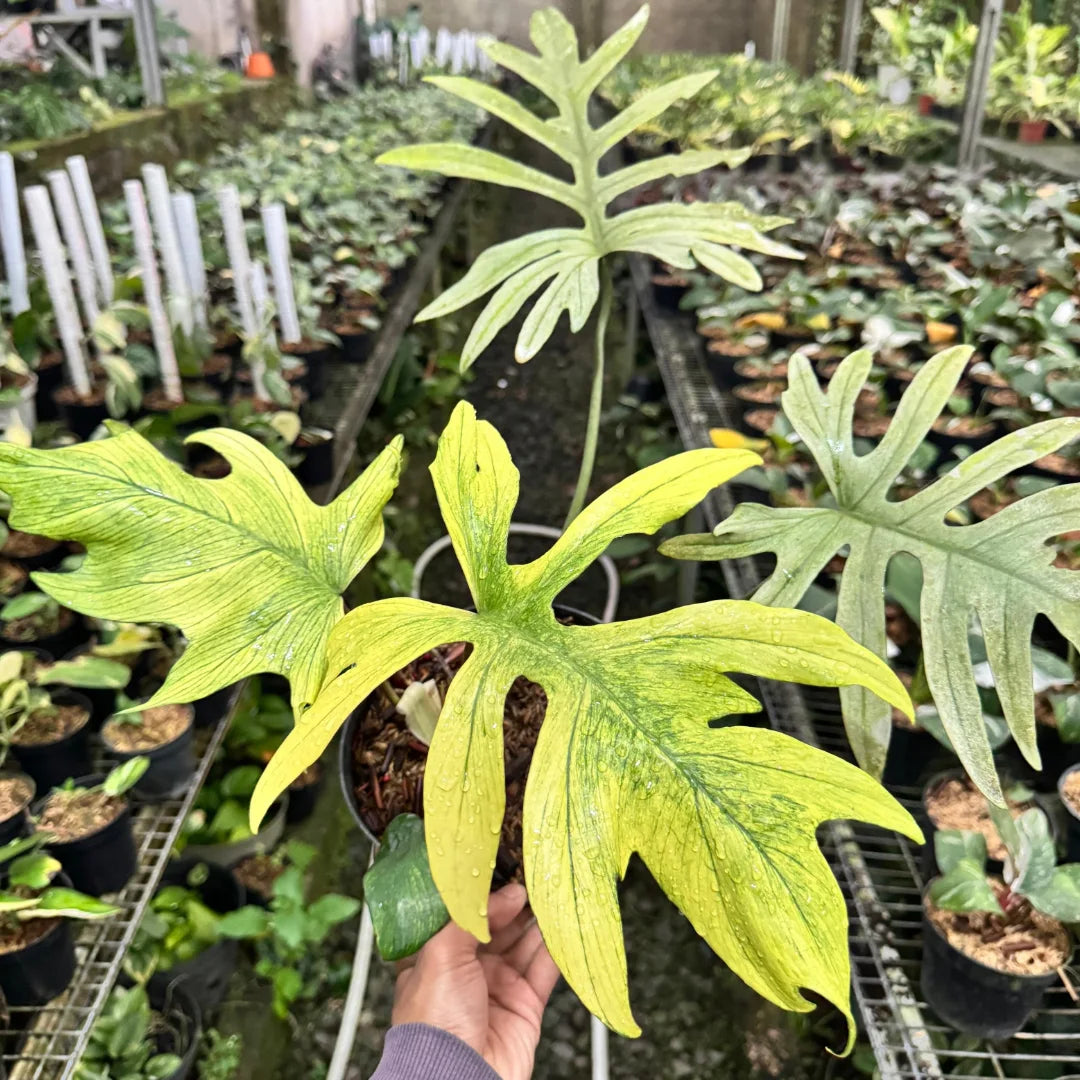 Philodendron Mayoi x Squamiferum Variegated — rare Indonesian plant