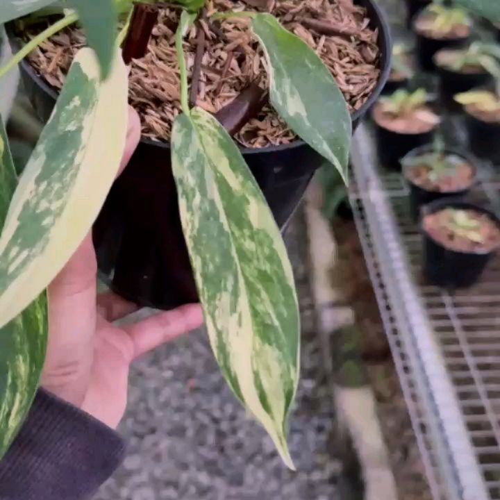 Philodendron Florida Beauty x Joepi Variegated — photo 2