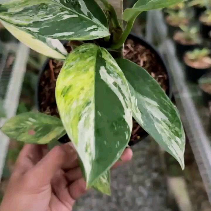 Rhaphidophora Elliptifolia Tricolor — photo 2