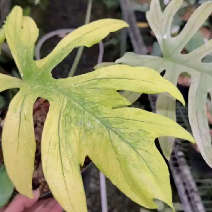 Philodendron Mayoi x Squamiferum Variegated — photo 2