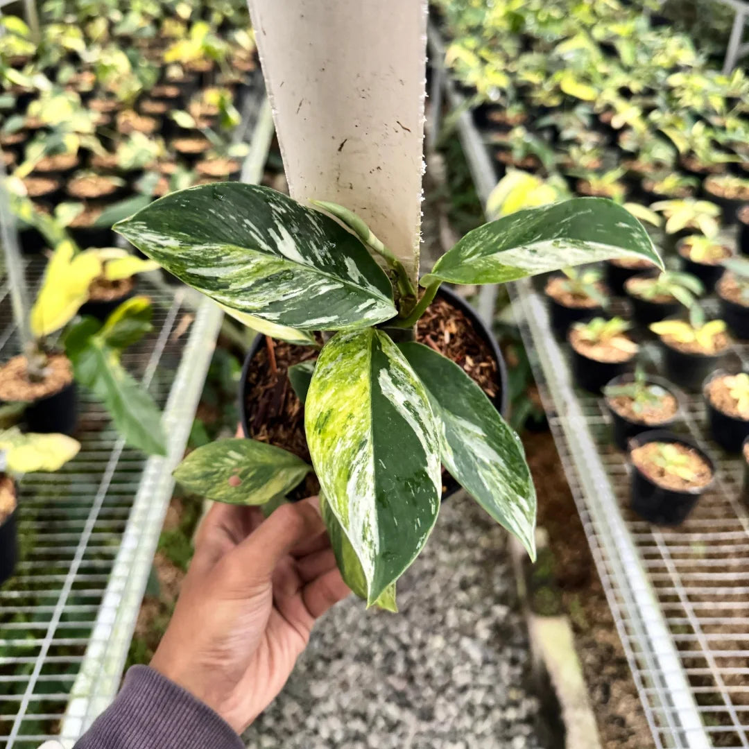Rhaphidophora Elliptifolia Tricolor — rare Indonesian plant
